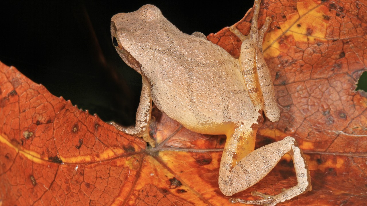 Spring peeper — Image Credit: Judy Gallagher - CC BY 2.0/Wiki Commons