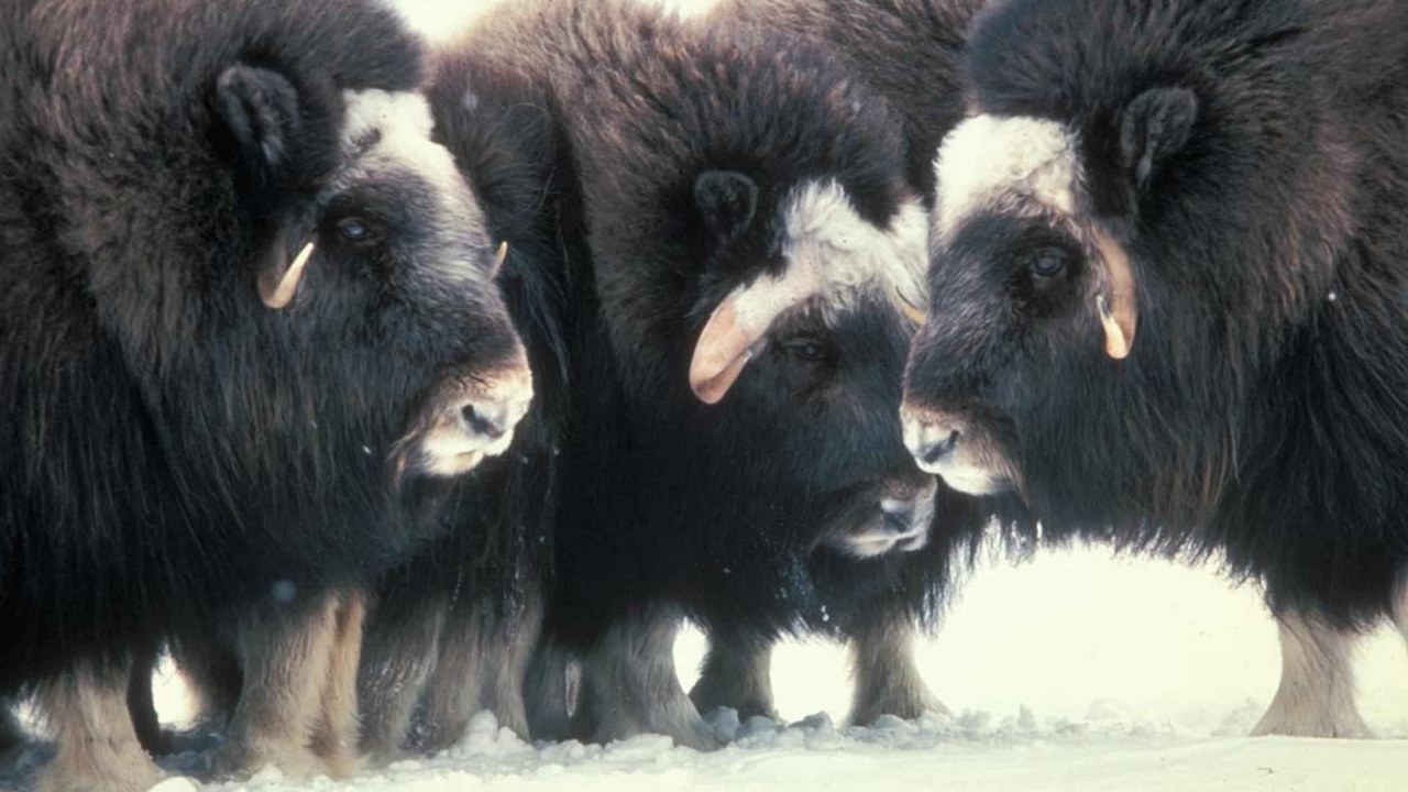Muskox — Image Credit: U.S. Fish and Wildlife Service - Public domain/Wiki Commons