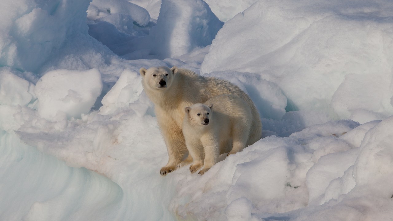 Polar bear — Image Credit: AWeith - CC BY-SA 4.0/Wiki Commons