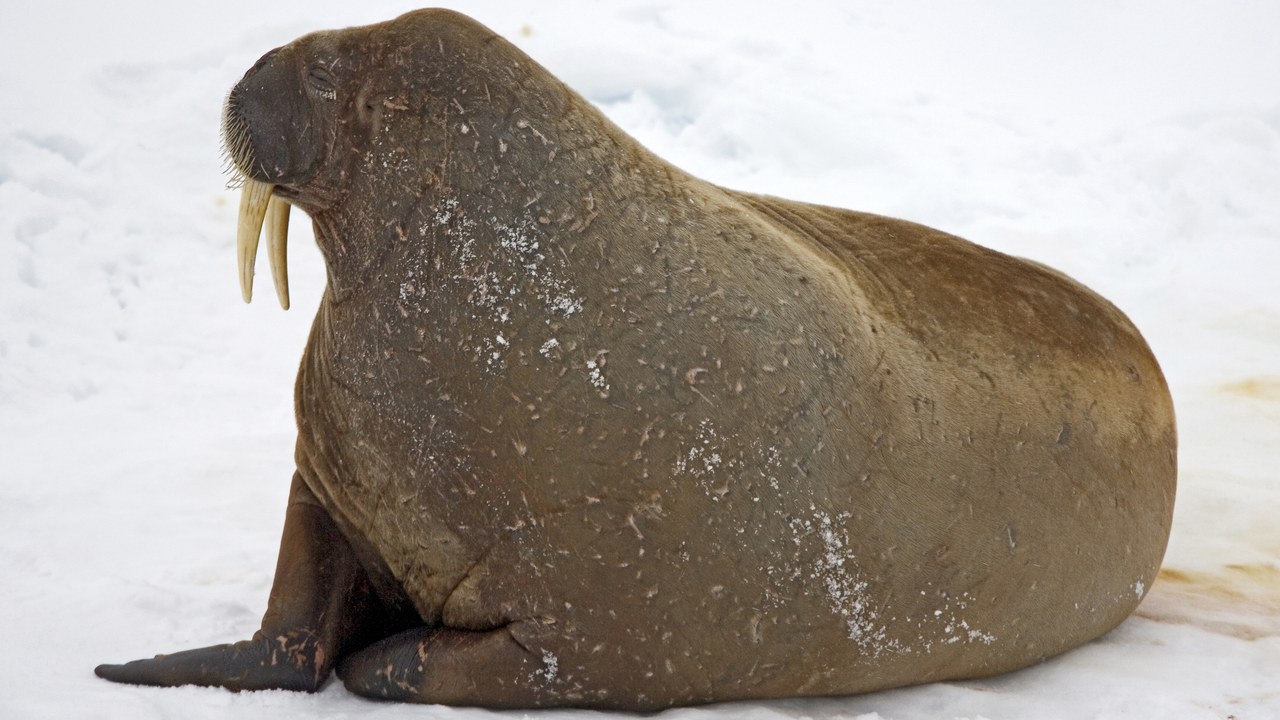 Walrus — Image Credit: Mike Dunn, NC State Museum of Natural Sciences - Public domain/Wiki Commons