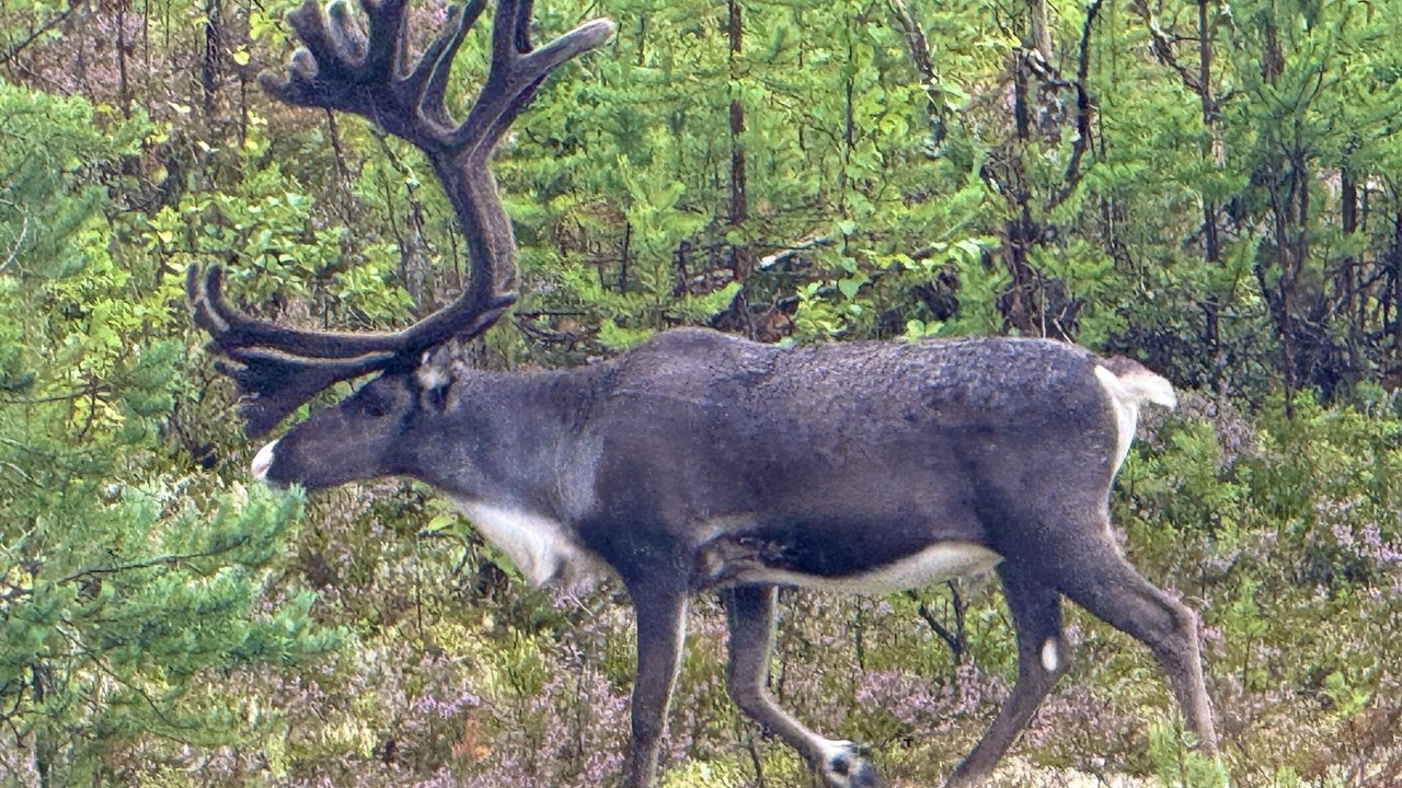 Caribou — Image Credit: John Witton - CC BY 4.0/Wiki Commons