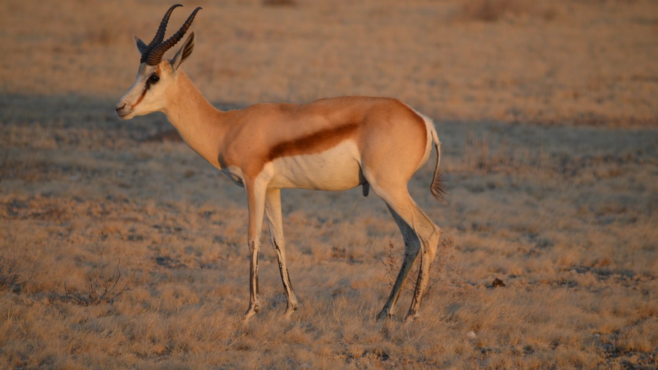 Springbok — Image Credit: Benjamin Hollis from Seattle, WA, USA - CC BY 2.0/Wiki Commons