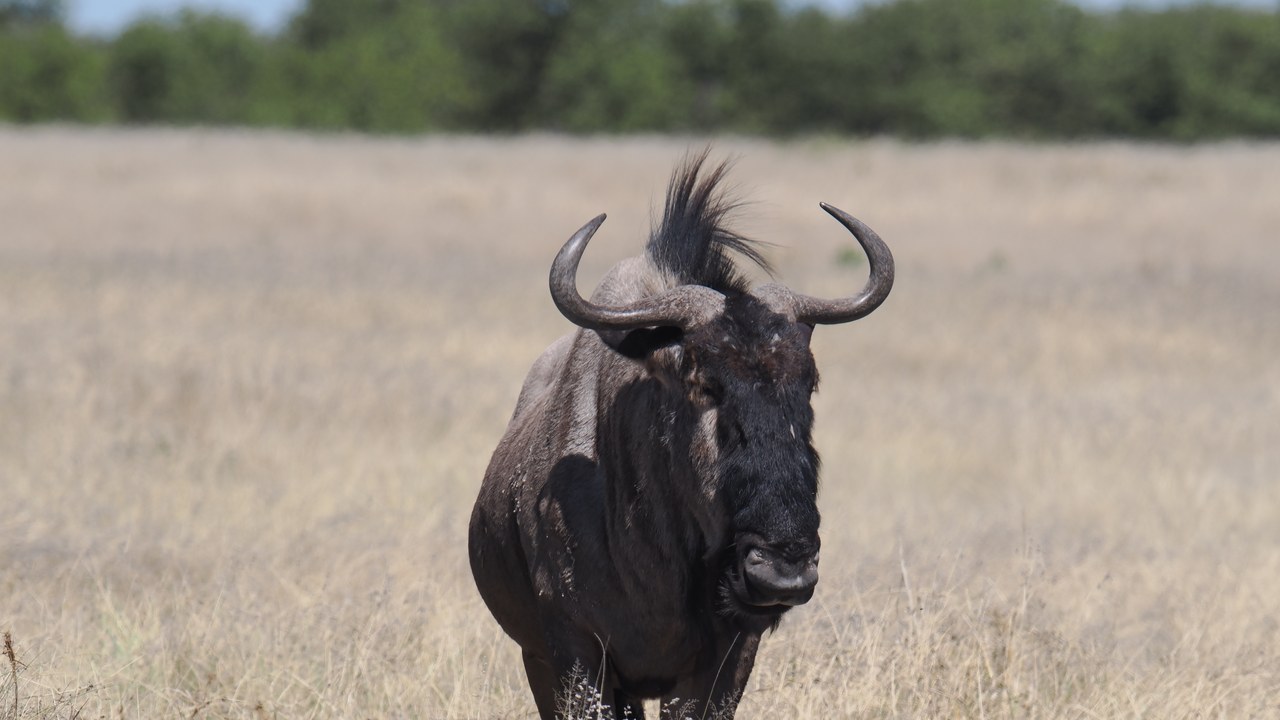 Blue wildebeest — Image Credit: 25-south.com - CC BY-SA 4.0/Wiki Commons