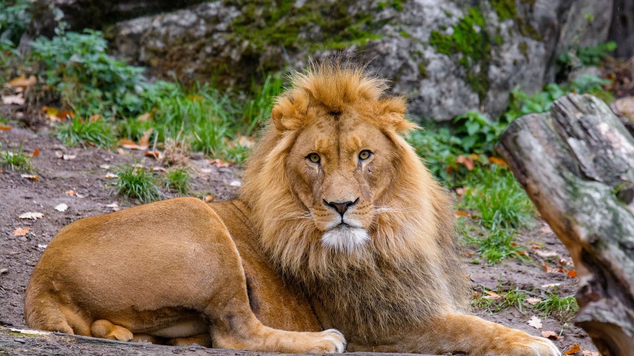 Lion — Image Credit: Mathias Appel - CC0/Wiki Commons