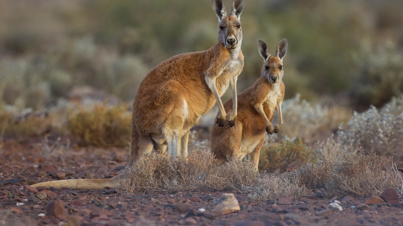 Kangaroo — Image Credit: PotMart186 - CC BY-SA 4.0/Wiki Commons