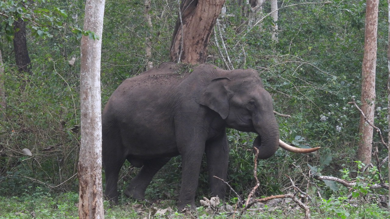 Asian elephant — Image Credit: Rohitjahnavi - CC BY 4.0/Wiki Commons