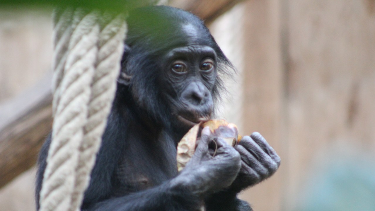 Bonobo — Image Credit: Fiver, der Hellseher - CC BY-SA 4.0/Wiki Commons