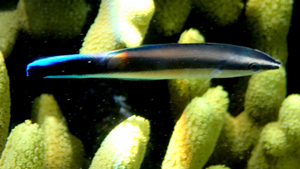 Bluestreak cleaner wrasse — Image Credit: dr.scott.mills - CC BY-SA 2.0/Wiki Commons