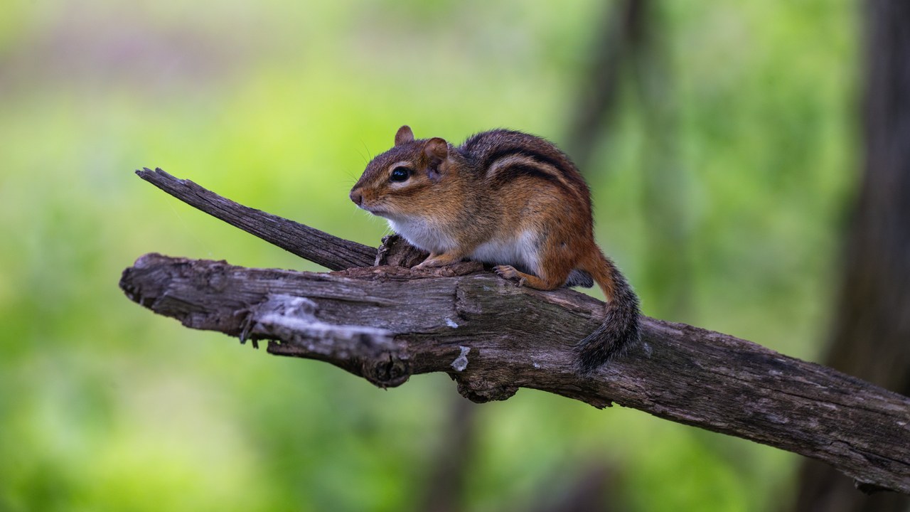 Eastern chipmunk — Image Credit: Tyler Savitski - CC BY-SA 4.0/Wiki Commons