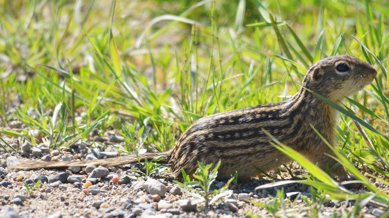 Thirteen-lined ground squirrel — Image Credit: U.S. Fish and Wildlife Service - Midwest Region - Public domain/Wiki Commons