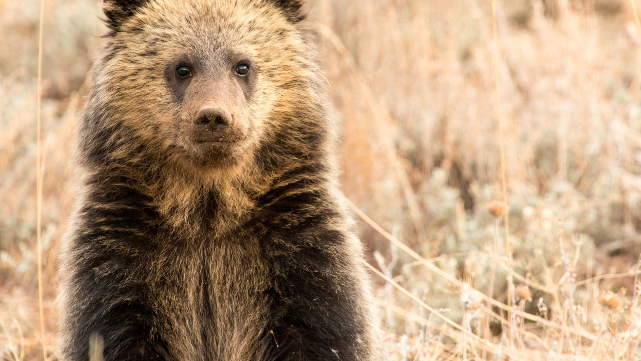 Grizzly bear — Image Credit: GrandTetonNPS - Public domain/Wiki Commons