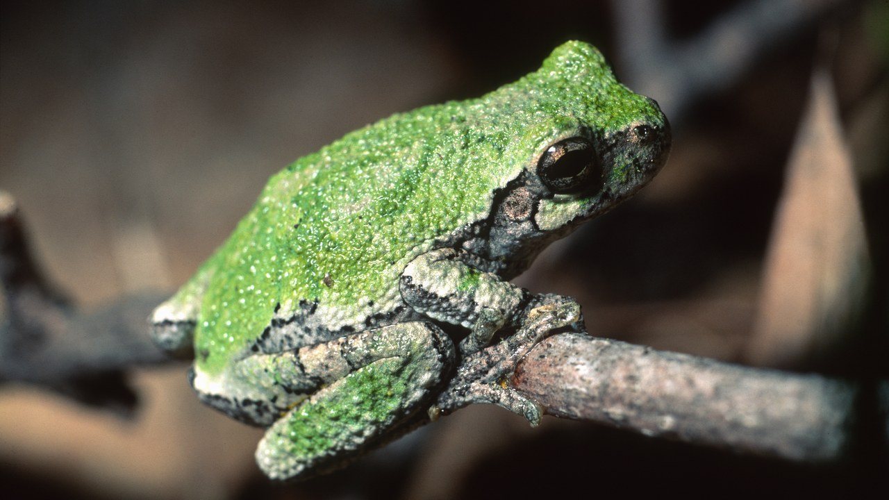 Gray treefrog — Image Credit: Paul Harrison - CC BY-SA 4.0/Wiki Commons