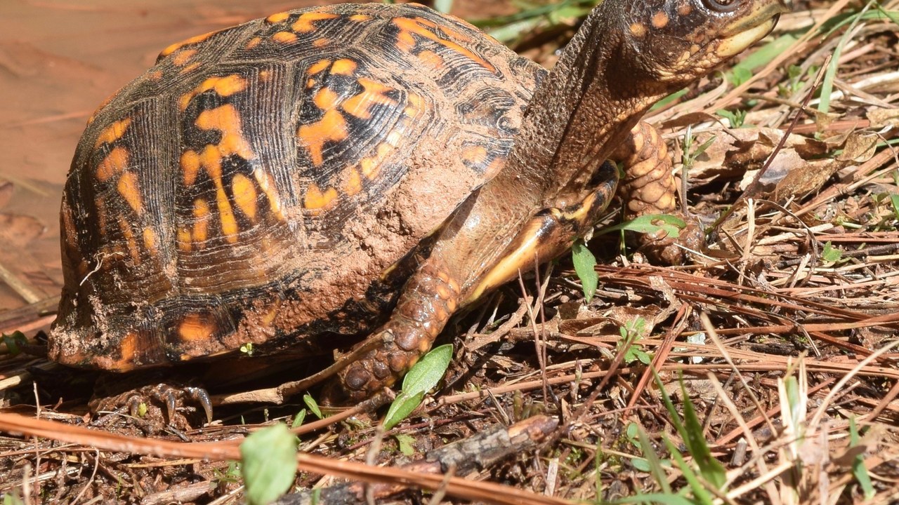 Eastern box turtle — Image Credit: Christina Butler from Georgia, United States - CC BY 2.0/Wiki Commons