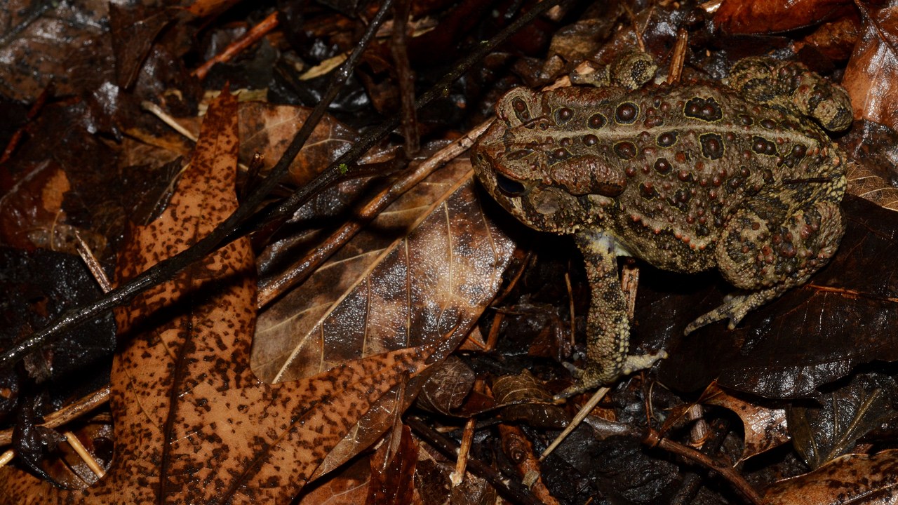 American toad — Image Credit: Wildreturn - CC BY 2.0/Wiki Commons