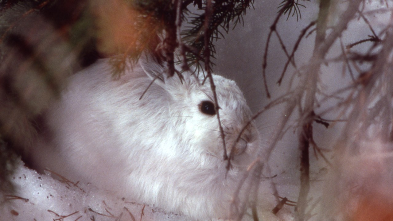 Snowshoe hare — Image Credit: NPS/Jim Peaco - Public domain/Wiki Commons