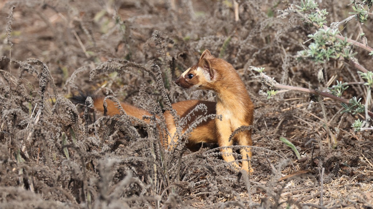 Long-tailed weasel — Image Credit: blmcalifornia - Public domain/Wiki Commons
