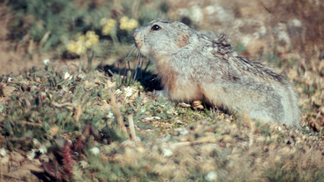 Collared lemming — Image Credit: Garst, Warren, 1922-2016, photographer - CC BY-SA 4.0/Wiki Commons