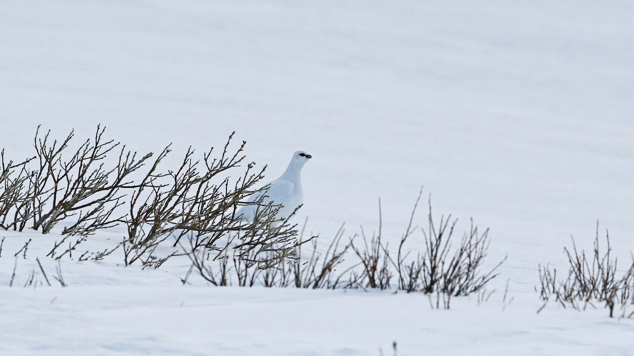 Rock ptarmigan — Image Credit: christoph_moning - CC BY 4.0/Wiki Commons