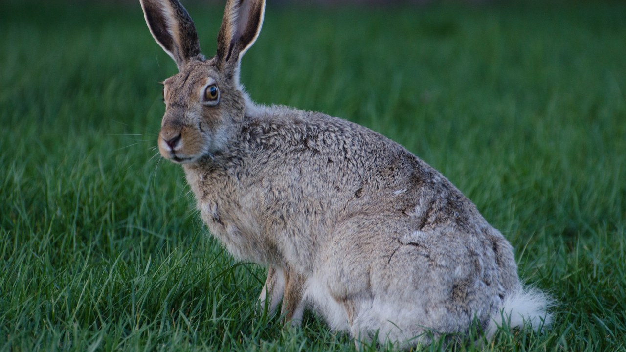 White-tailed jackrabbit — Image Credit: Connormah - CC BY-SA 2.0/Wiki Commons