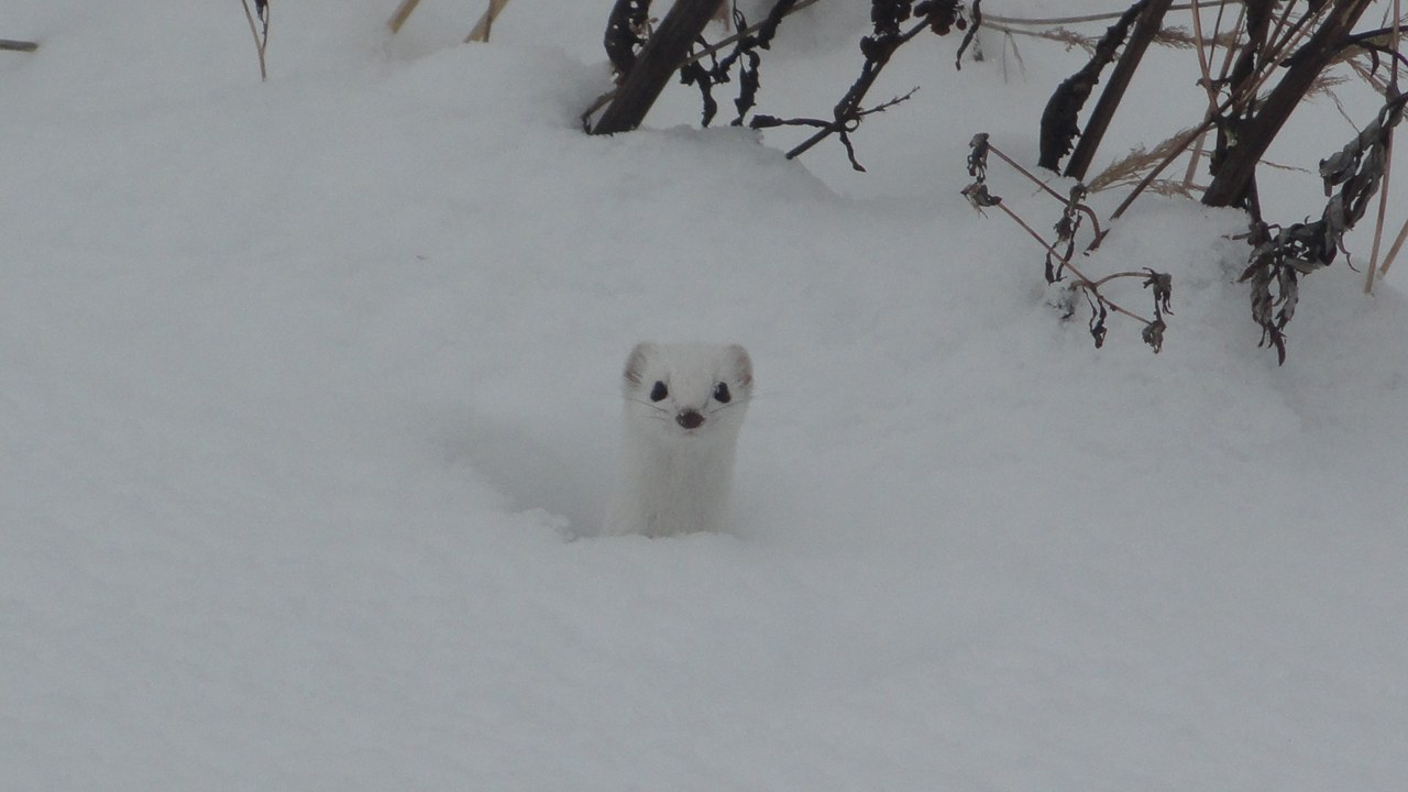 Least weasel — Image Credit: Андрей Перцев 1967 - CC0/Wiki Commons