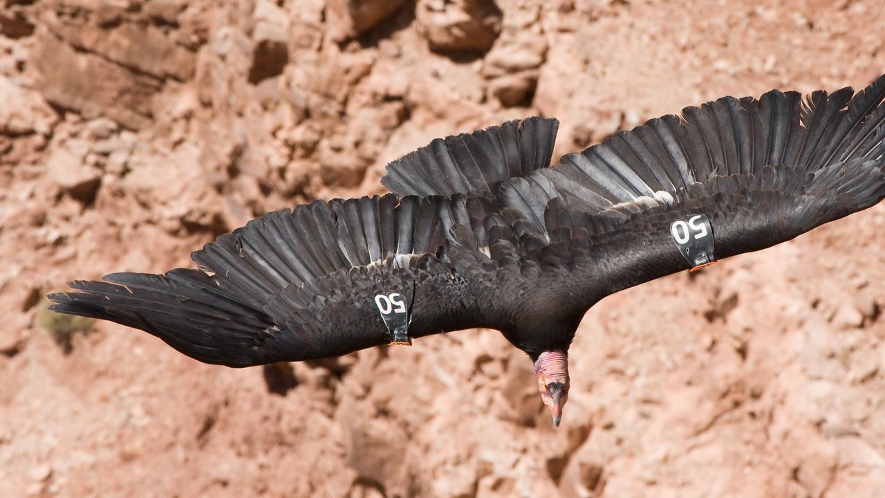 California condor — Image Credit: Christian Mehlführer, User:Chmehl - CC BY-SA 3.0/Wiki Commons