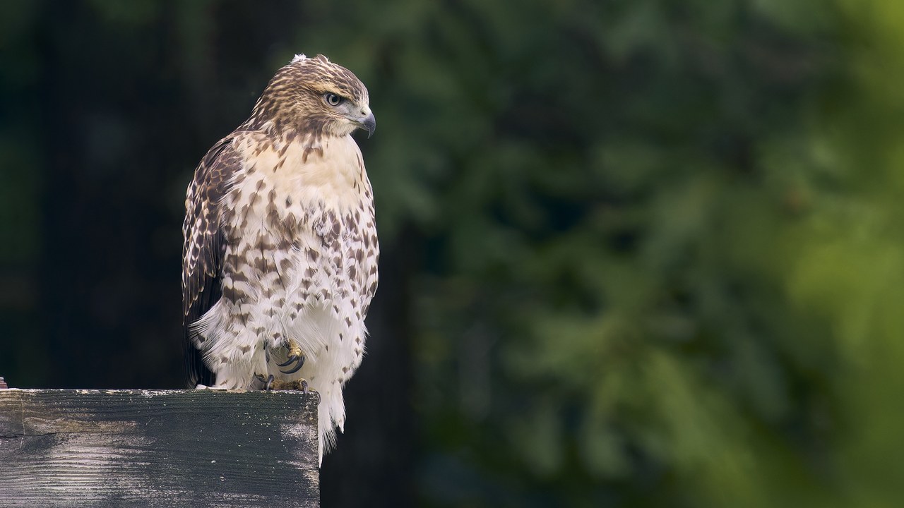 Red-tailed hawk — Image Credit: Paul Danese - CC BY-SA 4.0/Wiki Commons