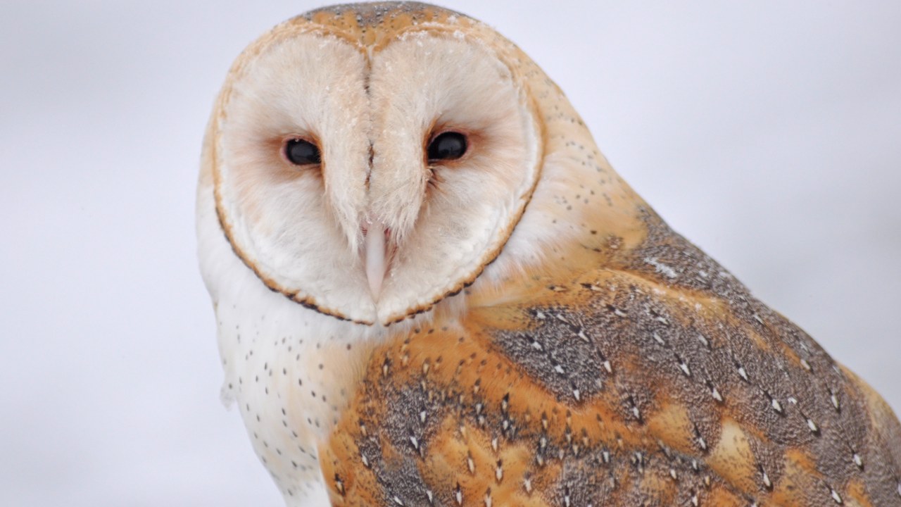 Barn owl — Image Credit: USFWS Mountain-Prairie - Public domain/Wiki Commons