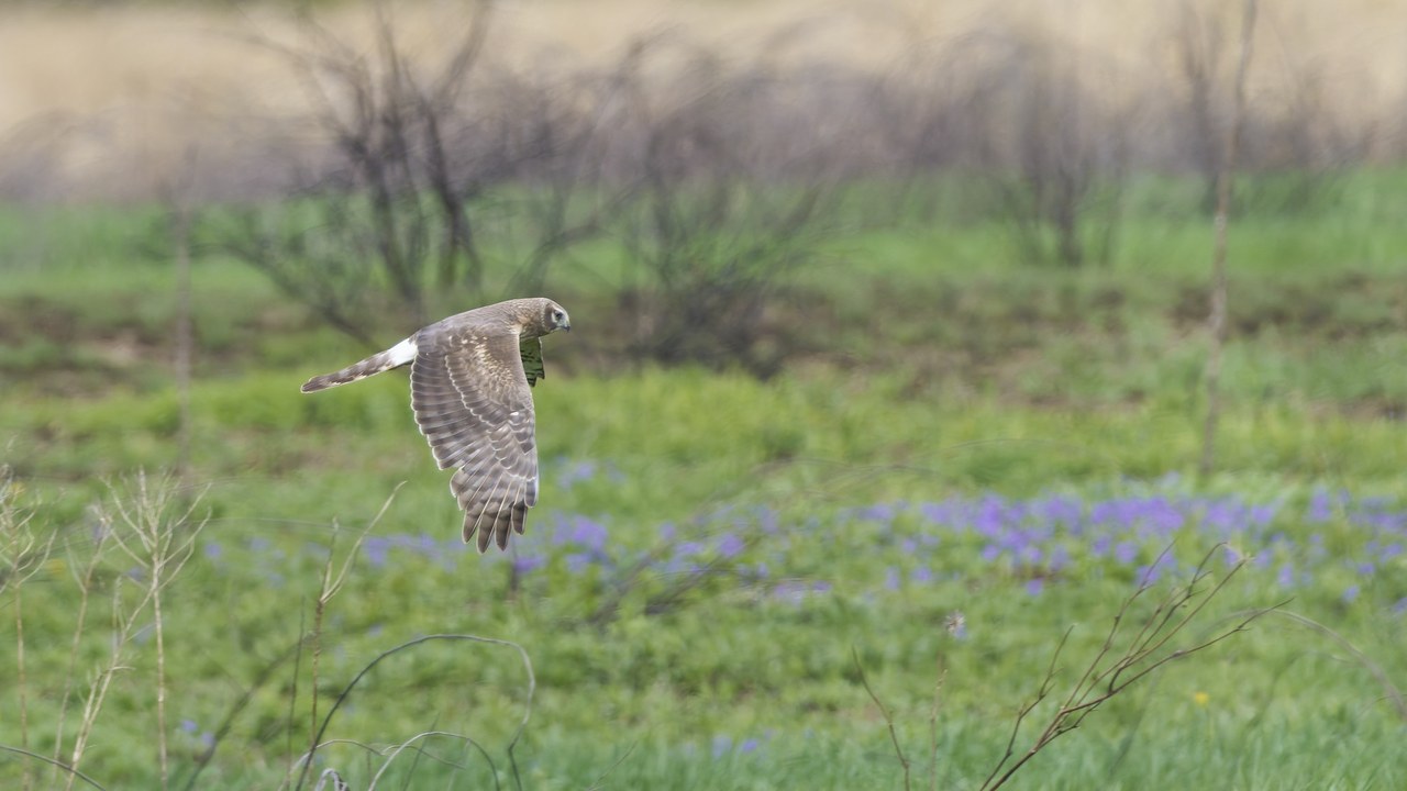 Northern harrier — Image Credit: Paul Danese - CC BY-SA 4.0/Wiki Commons