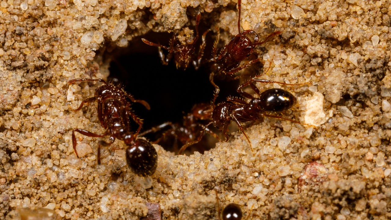 Red imported fire ant — Image Credit: Meghan Cassidy - CC BY-SA 4.0/Wiki Commons