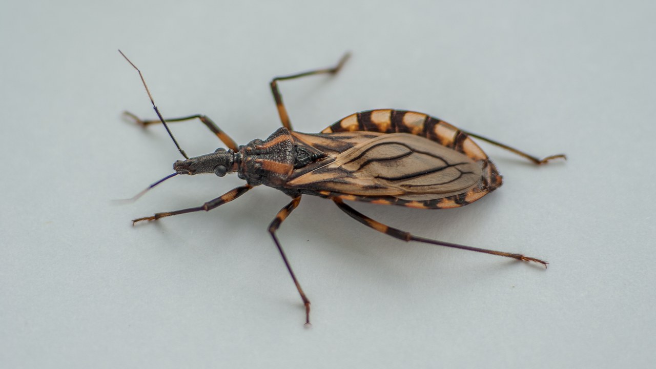 Kissing bug — Image Credit: Zezinho68 - CC BY-SA 4.0/Wiki Commons