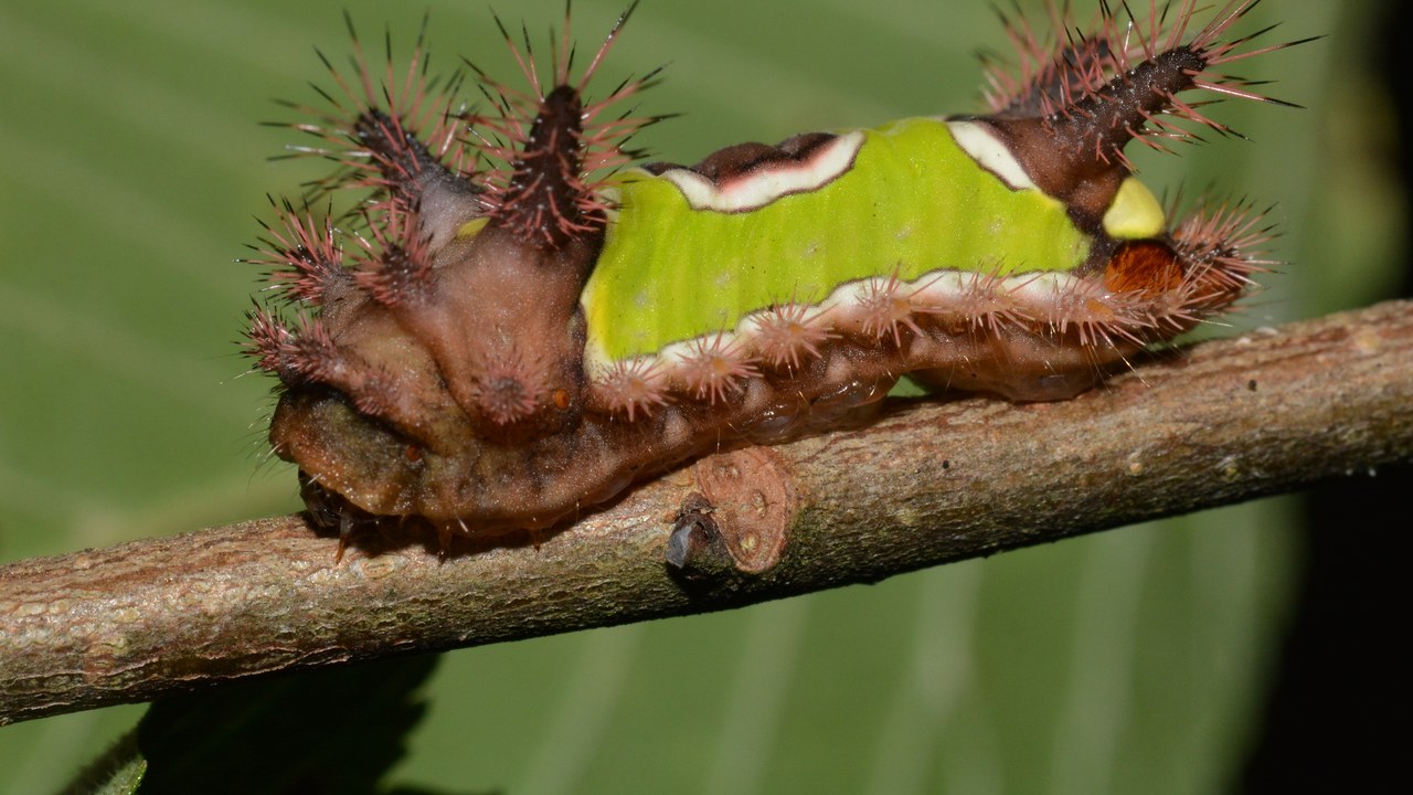 Saddleback caterpillar — Image Credit: Andy Reago & Chrissy McClarren - CC BY 2.0/Wiki Commons