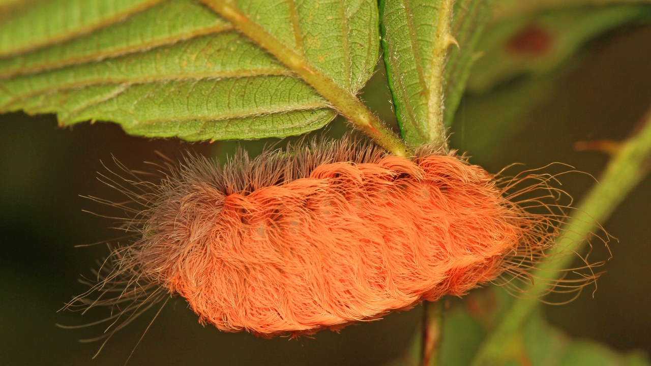 Puss caterpillar — Image Credit: Judy Gallagher - CC BY 2.0/Wiki Commons