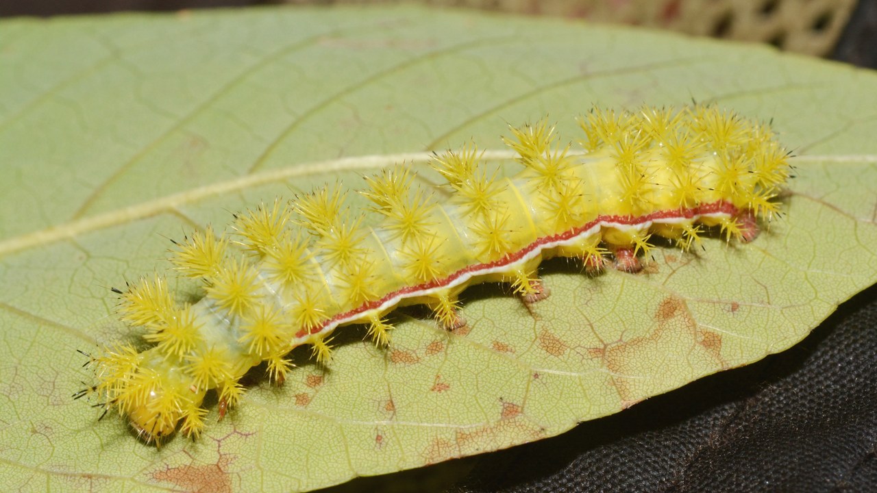 Io moth caterpillar — Image Credit: Andy Reago & Chrissy McClarren - CC BY 2.0/Wiki Commons