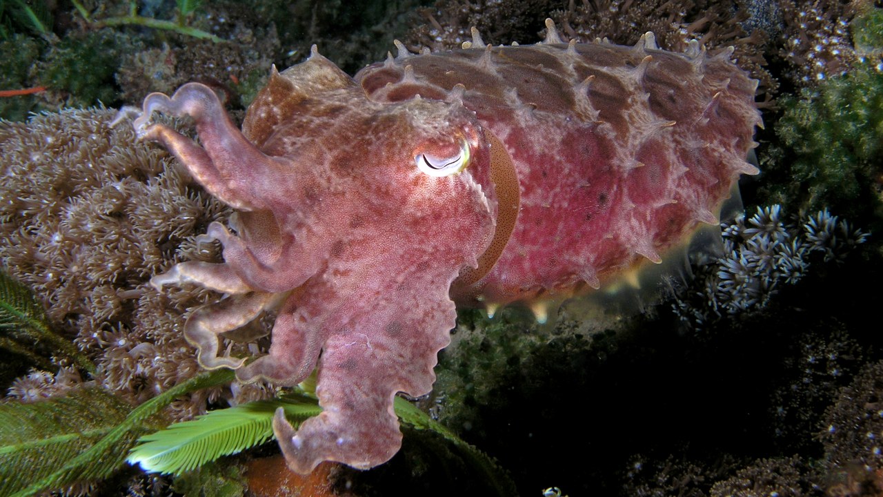 Cuttlefish — Image Credit: Nhobgood Nick Hobgood - CC BY-SA 3.0/Wiki Commons