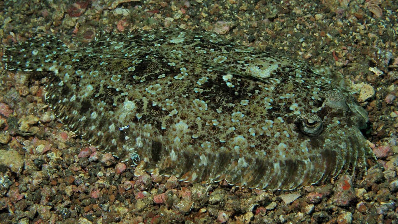 Peacock flounder — Image Credit: Bernard DUPONT from FRANCE - CC BY-SA 2.0/Wiki Commons