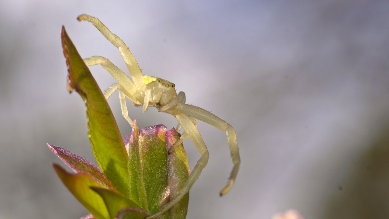Goldenrod crab spider — Image Credit: Andreas Eichler - CC BY-SA 3.0/Wiki Commons