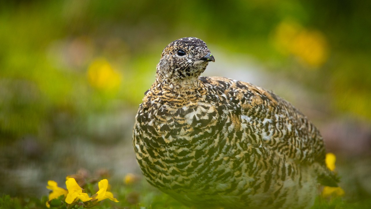White-tailed ptarmigan — Image Credit: GlacierNPS - Public domain/Wiki Commons