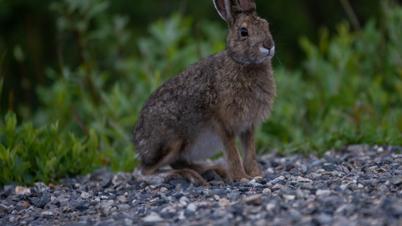 Snowshoe hare — Image Credit: Mary Lewandowski - Public domain/Wiki Commons