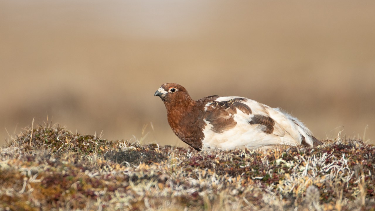 Willow ptarmigan — Image Credit: USFWSAlaska - Public domain/Wiki Commons