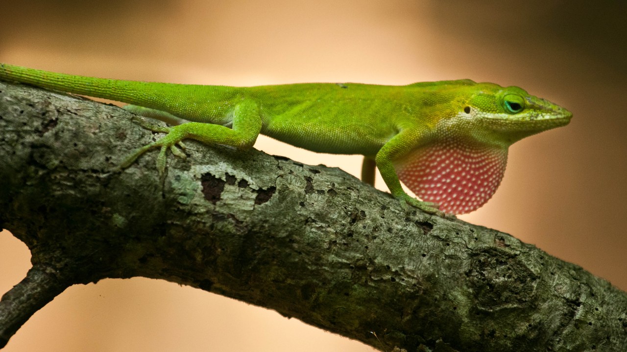 Green anole — Image Credit: Congaree National Park from Hopkins, SC, USA - CC BY 2.0/Wiki Commons