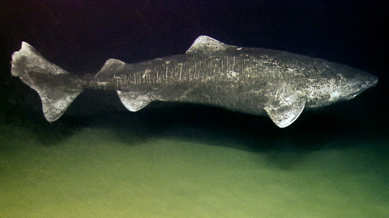 Greenland shark — Image Credit: NOAA Okeanos Explorer Program - Public domain/Wiki Commons