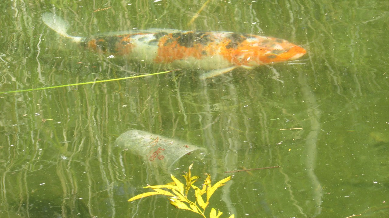 Koi — Image Credit: Kolforn (Kolforn) I'd appreciate - CC BY-SA 4.0/Wiki Commons