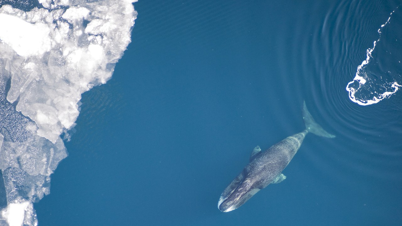 Bowhead whale — Image Credit: Vicki Beaver - Public domain/Wiki Commons