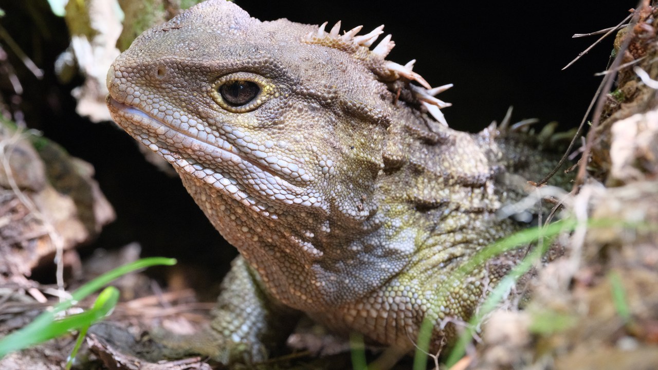 Tuatara — Image Credit: Pseudopanax at English Wikipedia - Public domain/Wiki Commons
