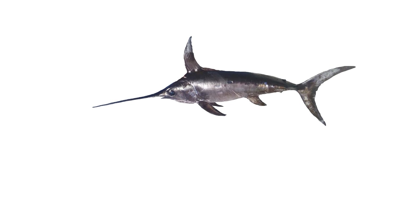 Swordfish — Image Credit: Hugues Evano (IFREMER - CC BY 4.0/Wiki Commons