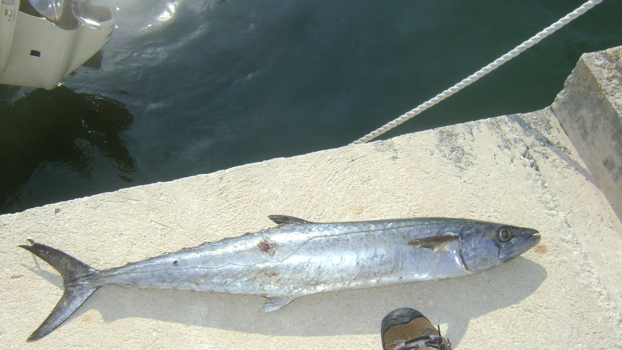 King mackerel — Image Credit: Stephen Ewen - CC BY-SA 3.0/Wiki Commons