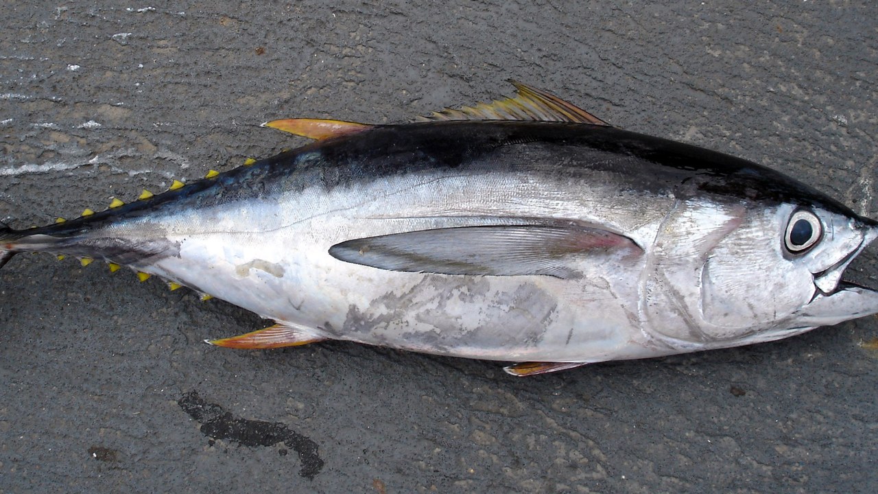 Bigeye tuna — Image Credit: Allen Shimada, NOAA NMFS OST - Public domain/Wiki Commons