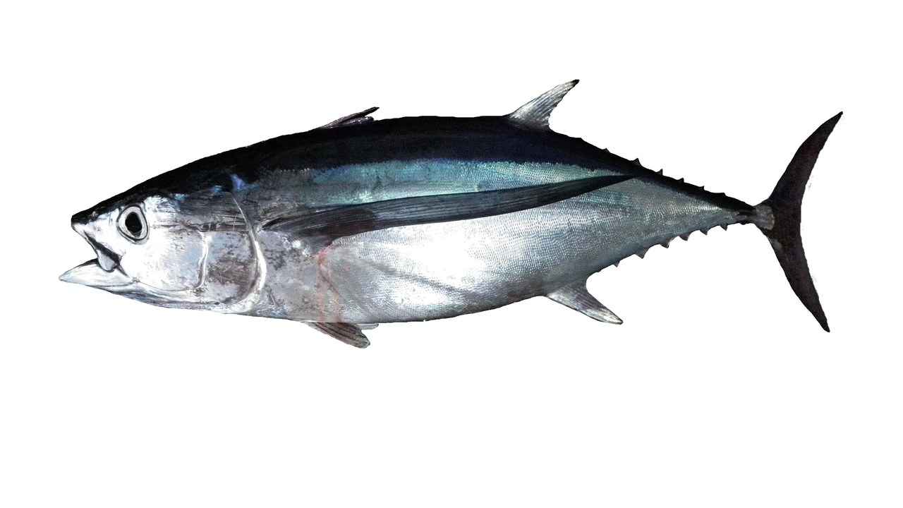 Albacore — Image Credit: Hugues Evano (IFREMER - CC BY 4.0/Wiki Commons