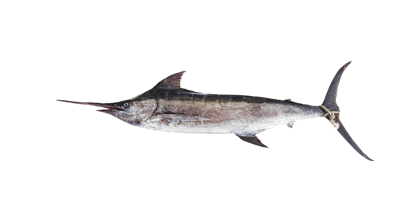 Atlantic blue marlin — Image Credit: Hugues Evano (IFREMER - CC BY 4.0/Wiki Commons