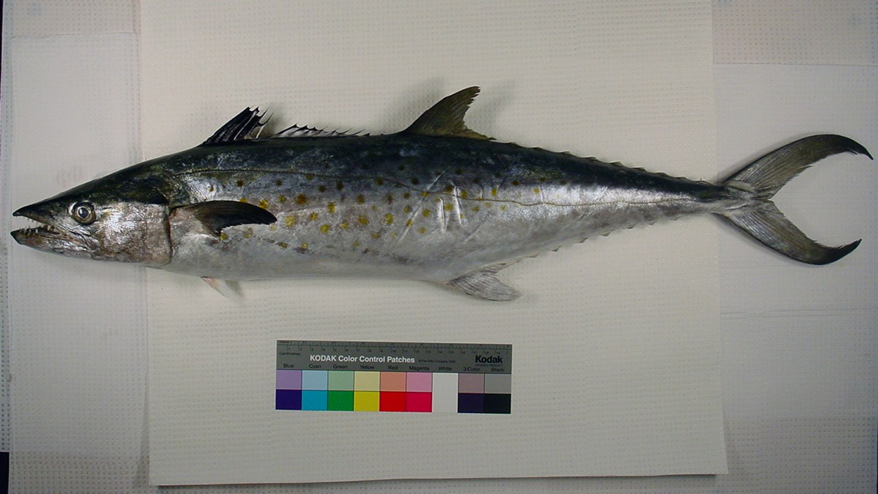 Atlantic Spanish mackerel — Image Credit: The U.S. Food and Drug Administration - Public domain/Wiki Commons